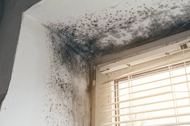 Affordable Commercial Mold Remediation solutions in Saxapahaw, NC